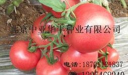 中国西红柿爆料最新消息,价格波动与种植趋势揭秘